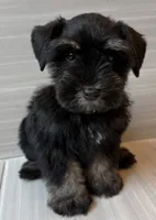 Bo Peep, a female Miniature Schnauzer for sale in Houston, TX – 10 of 10