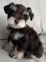Paco, a male Miniature Schnauzer for sale in Houston, TX – 6 of 10