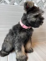 Jessie, a female Miniature Schnauzer for sale in Houston, TX – 7 of 10