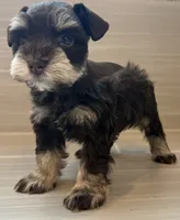 Comet, a male Miniature Schnauzer for sale in Houston, TX – 5 of 9