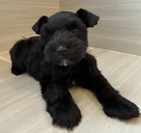 Orion, a male Miniature Schnauzer for sale in Houston, TX – 4 of 8