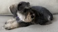 Betty, a female Miniature Schnauzer for sale in Houston, TX – 7 of 7