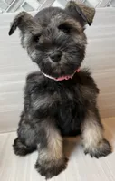 Barbie, a female Miniature Schnauzer for sale in Houston, TX – 5 of 6