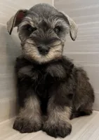 Buzz, a male Miniature Schnauzer for sale in Houston, TX – 5 of 8