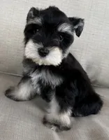 Pablo, a male Miniature Schnauzer for sale in Houston, TX – 5 of 8