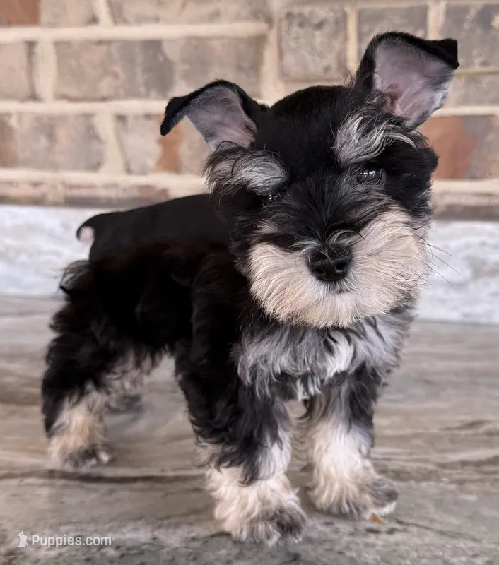 Pablo – Miniature Schnauzer puppy for sale in Houston, TX