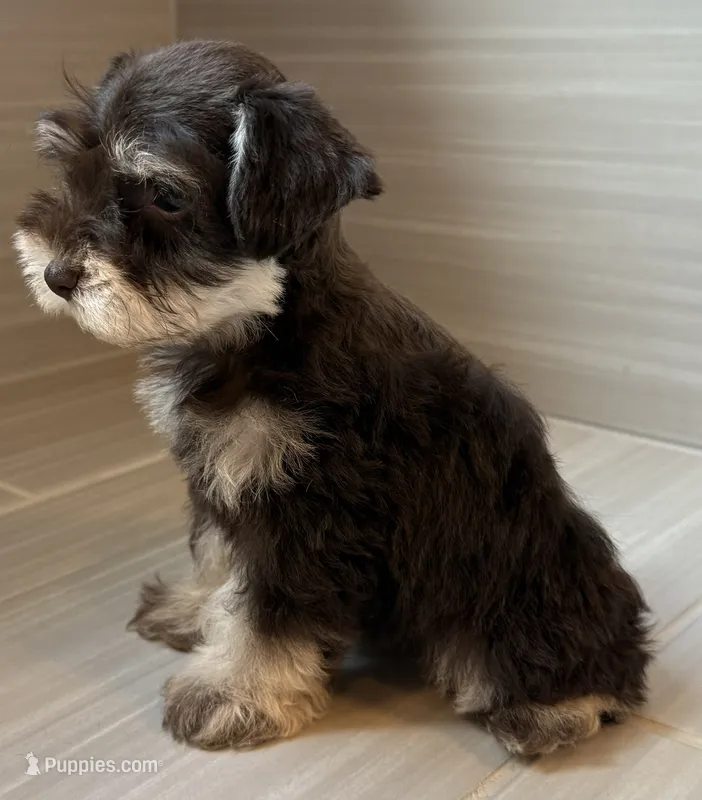 Paco – Miniature Schnauzer puppy for sale in Houston, TX