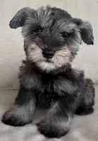 Robbie, a male Miniature Schnauzer for sale in Houston, TX – 2 of 5