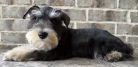 McGee, a male Miniature Schnauzer for sale in Houston, TX – 2 of 7