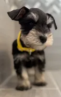 Woody, a male Miniature Schnauzer for sale in Houston, TX – 3 of 6