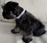 Beyonce, a female Miniature Schnauzer for sale in Houston, TX – 4 of 6