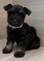 Bonnie, a female Miniature Schnauzer for sale in Houston, TX – 4 of 7