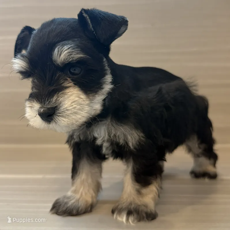 Apollo – Miniature Schnauzer puppy for sale in Houston, TX