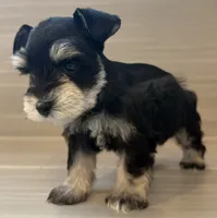 Apollo, a male Miniature Schnauzer for sale in Houston, TX – 1 of 7