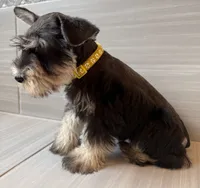 Ralphie, a male Miniature Schnauzer for sale in Houston, TX – 5 of 5