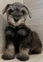 Buzz, a male Miniature Schnauzer for sale in Houston, TX – 3 of 8