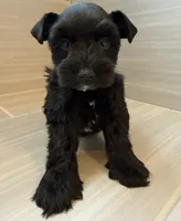 Orion, a male Miniature Schnauzer for sale in Houston, TX – 3 of 8