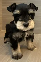 Apollo, a male Miniature Schnauzer for sale in Houston, TX – 5 of 7