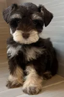 Paco, a male Miniature Schnauzer for sale in Houston, TX – 2 of 10