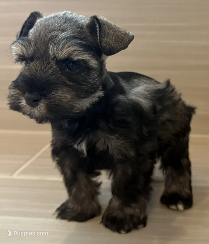 Maverick – Miniature Schnauzer puppy for sale in Houston, TX