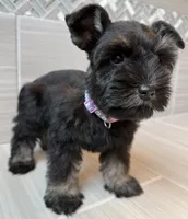 Beyonce, a female Miniature Schnauzer for sale in Houston, TX – 5 of 6