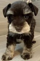 Cosmo, a male Miniature Schnauzer for sale in Houston, TX – 8 of 9