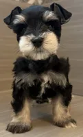 Apollo, a male Miniature Schnauzer for sale in Houston, TX – 6 of 7