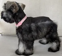 Barbie, a female Miniature Schnauzer for sale in Houston, TX – 4 of 6