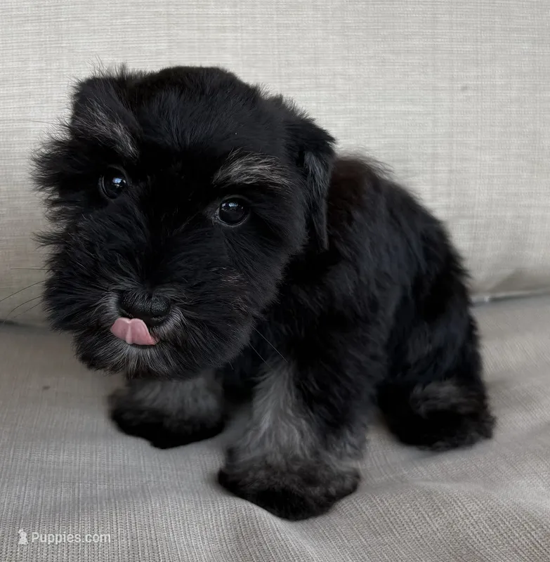 Bella – Miniature Schnauzer puppy for sale in Houston, TX