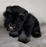 Bella, a female Miniature Schnauzer for sale in Houston, TX – 1 of 8