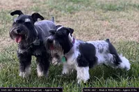 Orion, a male Miniature Schnauzer for sale in Houston, TX – 8 of 8