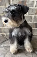 McGee, a male Miniature Schnauzer for sale in Houston, TX – 4 of 7
