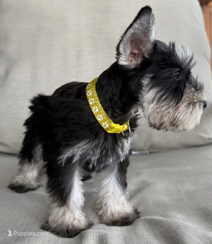 Woody – Miniature Schnauzer puppy for sale in Houston, TX