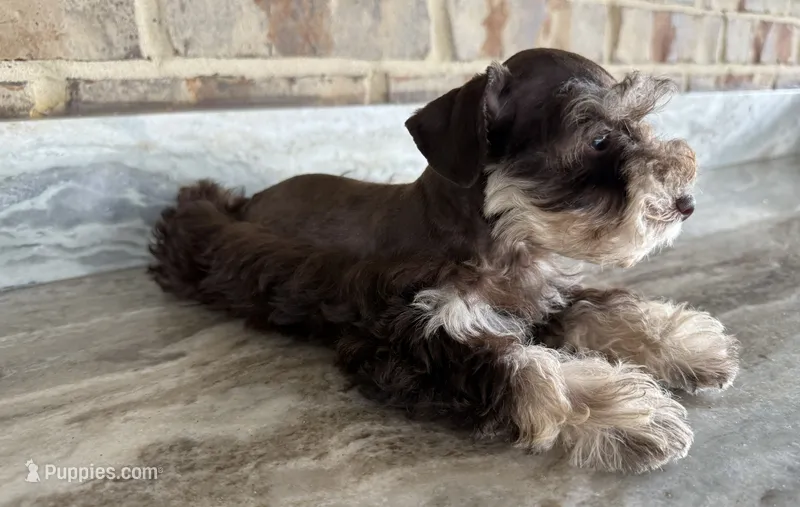 Paco – Miniature Schnauzer puppy for sale in Houston, TX