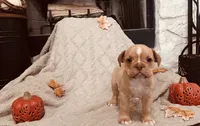 Fawn White , a female Olde English Bulldogge for sale in Vidor, TX – 2 of 3