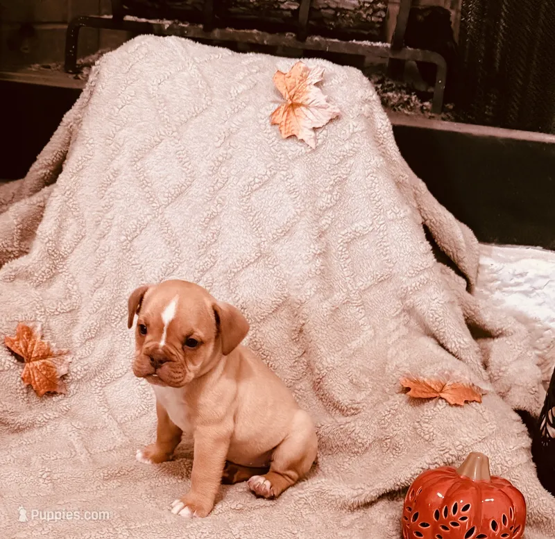 Fawn White  – Olde English Bulldogge puppy for sale in Vidor, TX