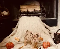 Chocolate Tri Merle, a female Olde English Bulldogge for sale in Vidor, TX – 2 of 4
