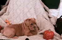 Fawn Merle , a male Olde English Bulldogge for sale in Vidor, TX – 2 of 3