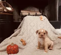 Fawn White , a female Olde English Bulldogge for sale in Vidor, TX – 3 of 3