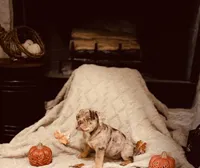 Chocolate Tri Merle, a female Olde English Bulldogge for sale in Vidor, TX – 1 of 4