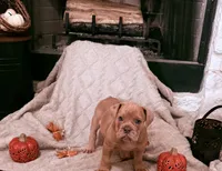 Fawn Merle , a male Olde English Bulldogge for sale in Vidor, TX – 3 of 3