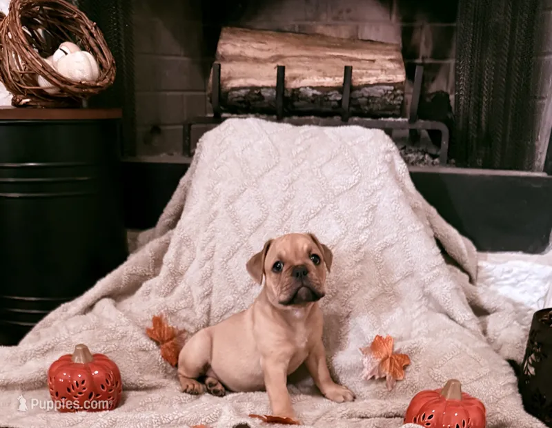 Sable – Olde English Bulldogge puppy for sale in Vidor, TX
