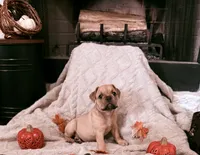 Sable, a female Olde English Bulldogge for sale in Vidor, TX – 1 of 3