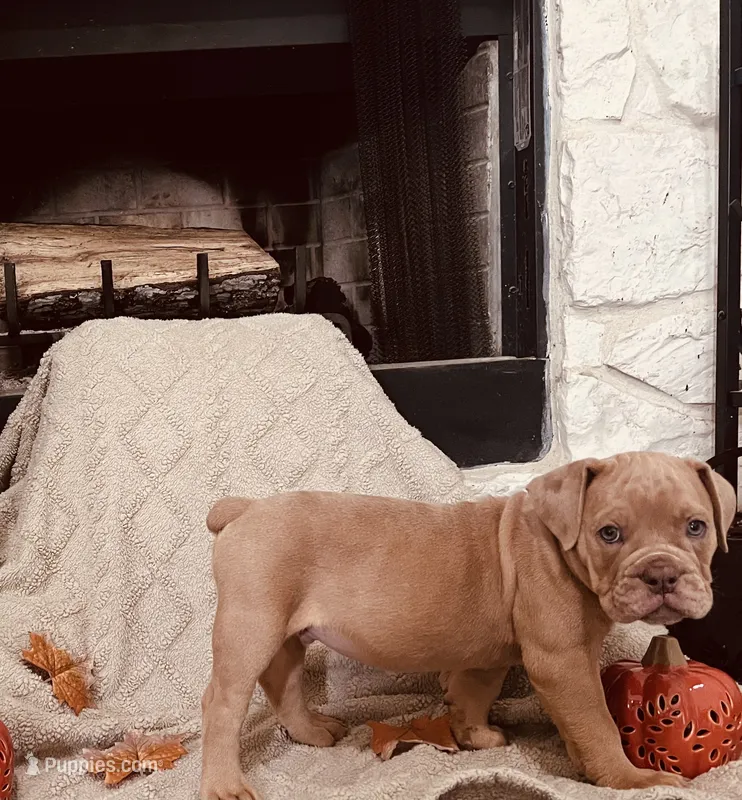 Fawn Merle  – Olde English Bulldogge puppy for sale in Vidor, TX