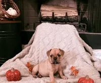 Sable, a female Olde English Bulldogge for sale in Vidor, TX – 2 of 3