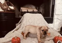 Sable, a female Olde English Bulldogge for sale in Vidor, TX – 3 of 3