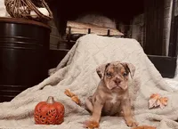 Chocolate Tri Merle, a female Olde English Bulldogge for sale in Vidor, TX – 4 of 4