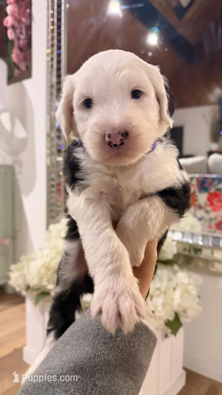 Kingsley – Old English Sheepdog puppy for sale in Perris, CA