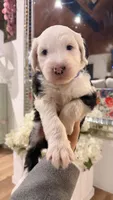 Kingsley, a male Old English Sheepdog for sale in Perris, CA – 1 of 6