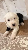 Lucas, a male Old English Sheepdog for sale in Perris, CA – 5 of 7